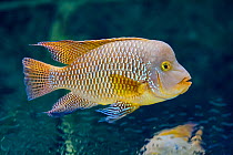 Pearl cichlid (Geophagus brasiliensis) captive, occurs in Brazil and Uruguay.