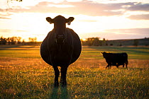 Pregant cow silhouetted at sunset, on cattle ranch, Garfield County, Nebraska, USA. October.