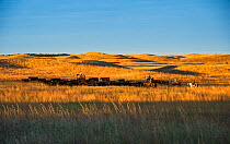Switzer family herding cattle on horsesback on their ranch, Calamus Outfitters. Nebraska, USA, October 2014.