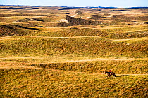 Aaron Price riding his horse 'Beau' over his Ranch, Gracie Creek, Sandhills, Nebraska. Garfield County, Nebraska, USA. October 2014.