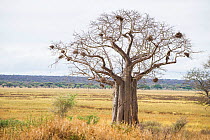 Baobab tree (Adansonia digitata) with birds nests, Tarangire National Park, Tanzania.