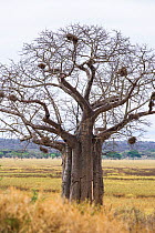 Baobab tree (Adansonia digitata) with birds nests, Tarangire National Park, Tanzania.