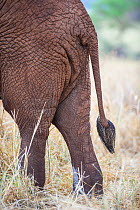African elephant (Loxodonta africana) tail, Tarangire National Park, Tanzania.