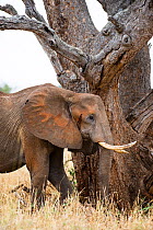 African elephant (Loxodonta africana) by tree, Tarangire National Park, Tanzania.