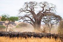 Herd of African buffalo (Syncerus caffer) standing under Baobab tree (Adansonia digitata), Tarangire National Park, Tanzania.