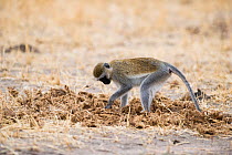 Vervet monkeys (Chlorocebus aethiops) looking for food in African elephant dung. Tarangire National Park, Tanzania.