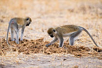 Vervet monkeys (Chlorocebus aethiops) looking for food in African elephant dung. Tarangire National Park, Tanzania.