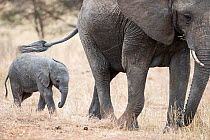 African elephant (Loxodonta africana) and calf, Tarangire National Park, Tanzania.