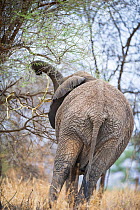 African elephant (Loxodonta africana) pulling leaves off an acacia tree to feed, Tarangire National Park, Tanzania.