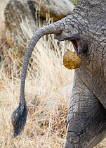 African elephant (Loxodonta africana) defecating, Tarangire National Park, Tanzania.