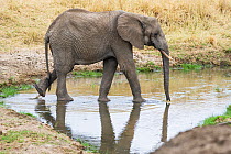 African elephant (Loxodonta africana) walking and drinking through water, in the heat of the day, Tarangire National Park, Tanzania.
