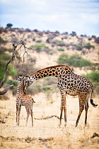 Masai giraffe (Giraffa camelopardalis tippelskirchi) mother with calf, Tarangire National Park, Tanzania, September.