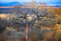 Baobab tree (Adansonia digitata) and habitat, Tarangire National Park, Northern Tanzania.
