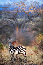 Common or plains zebra (Equus quagga burchelli) grazing in bushTarangire National Park, Northern Tanzania.