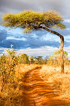 Flat-top acacia tree (Acacia abyssinica or Vachellia abyssinica) over a dirt road, Tarangire National Park, Tanzania.