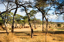 African elephants (Loxodonta africana)  at an artificial waterhole in front of Swala Lodge, Tarangire National Park, Tanzania.