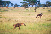Spotted hyena (Crocuta crocuta) walking in the foreground, watched by Common wildebeest (Connochaetes taurinus)  with Common eland (Tragelaphus oryx) walking in a line in the background. Grumeti Reser...