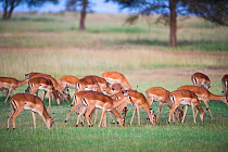 Impala (Aepyceros melampus) herd grazing, Grumeti Reserve, Northern Tanzania.