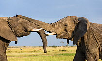 African elephant (Loxodonta africana) bulls playing and testing each other's strength. Grumeti Reserve, Northern Tanzania.