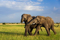 African elephant (Loxodonta africana) bulls playing and testing each other's strength. Grumeti Reserve, Northern Tanzania.