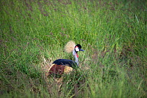 Grey crowned crane (Balearica regulorum gibbericeps) sitting on a nest in long green grass, Grumeti Reserve, Northern Tanzania.