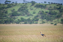 Grey crowned crane (Balearica regulorum gibbericeps) walking in long grass, Grumeti Reserve, Northern Tanzania.