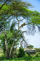 Leopard (Panthera pardus) male resting on branch of  Acacia tree with  people in  jeep watching, Serengeti National Park, Tanzania.