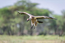 Ruppell's Griffon Vulture (Gyps rueppellii rueppellii) flying down to join other vultures on the ground to feed on a carcass, Serengeti National Park, Tanzania. Endangered species.