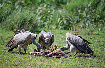 Ruppell's griffon vultures (Gyps rueppellii rueppellii) feeding on a carcass. Serengeti National Park, Tanzania. Endangered species.
