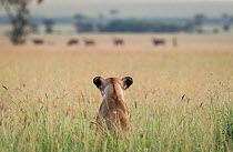 African lioness (Panthera leo) sitting patiently in the long grass, watching herd of Common eland (Tragelaphus oryx). Focus on lion. Grumeti Reserve, Northern Tanzania.
