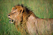 Male African Lion (Panthera leo) walks through the tall, thick grass. Grumeti Reserve, Northern Tanzania.