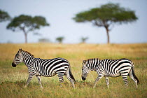Two Burchell's zebras (Equus quagga burchelli), Grumeti Reserve, Northern Tanzania.