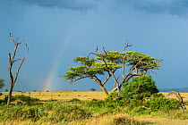 Rainbow and storm clouds over the Grumeti Reserve with Topi (Damaliscus lunatus jimela) running on the grass plains and Acacia tree stands in the foreground. Grumeti Reserve, Northern Tanzania.