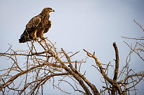 Brown snake eagle (Circaetus cinereus) perched high on a thorn tree. Grumeti Reserve, Northern Tanzania.