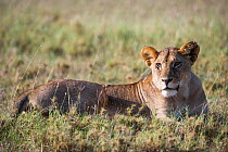 African lioness (Panthera leo) resting in grass in the late morning. Grumeti Reserve, Northern Tanzania.