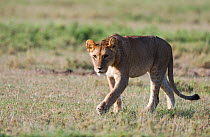 Juvenile African lion (Panthera leo) walking in the grass. Grumeti Reserve, Northern Tanzania.