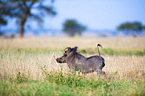 Common warthog (Phacochoerus africanus) running in the grass with his tail straight up. Grumeti Reserve, Northern Tanzania.