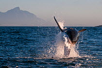Great white shark (Carcharodon carcharias) breaching,  at decoy seal, Seal Island, False Bay, off the coast of Cape Town, South Africa. July.