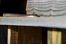 Boomslang (Dispholidus typus) adult female in the roof at the offices of Rocherpan National Park, Western Cape, South Africa.