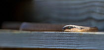 Boomslang snake (Dispholidus typus) adult female in the roof at the offices of Rocherpan National Park, Western Cape, South Africa.