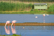 Greater flamingoes (Phoenicopterus roseus) and Lesser flamingoes (Phoenicopterus minor / Phoeniconaias minor) in the water, bird hide in the background, Rocherpan National Park, Western Cape, South Af...