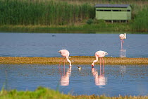 Greater flamingoes (Phoenicopterus roseus) and Lesser flamingoes (Phoenicopterus minor / Phoeniconaias minor) in the water,  Rocherpan National Park, Western Cape, South Africa. October.