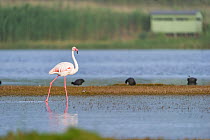 Greater flamingo (Phoenicopterus roseus) in the water bird hide in the background,   Rocherpan National Park, Western Cape, South Africa, October.