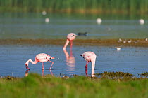 Greater flamingoes (Phoenicopterus roseus) and Lesser flamingoes (Phoenicopterus minor / Phoeniconaias minor) in the water,  Rocherpan National Park, Western Cape, South Africa. October.