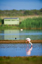 Lesser flamingo (Phoenicopterus minor / Phoeniconaias minor) in the water with bird hide in the background,  Rocherpan National Park, Western Cape, South Africa. October.