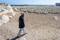 Ranger at Bird Island walking around Cape gannets (Morus capensis) colony. Bird Island, Lambert's Bay, South Africa.  October 2014. Vulnerable species.