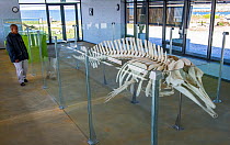 Model of Cuvier's beaked whale (Ziphius cavirostris) in the new museum at Bird Island, Lambert's Bay, South Africa. October 2014.