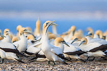 Colony of Cape gannets (Morus capensis)  Bird Island, Lambert's Bay, South Africa. October. Vulnerable species.