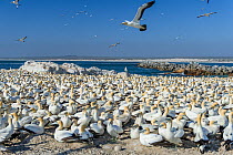 Colony of Cape gannets (Morus capensis)  Bird Island, Lambert's Bay, South Africa. October. Vulnerable species.