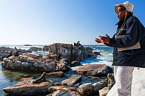 Ranger on Bird Island, scaring seals to prevent them encroaching on colony of Cape gannets (Morus capensis) Bird Island, Lambert's Bay, South Africa. October 2014.